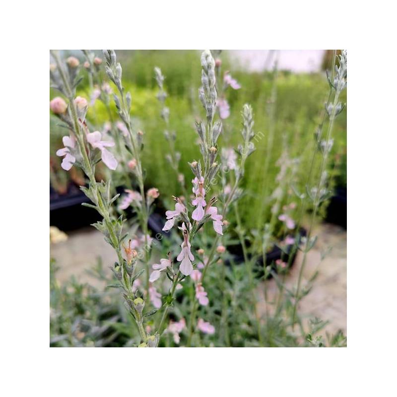 Teucrium creticum - Germandrée à feuilles de romarin