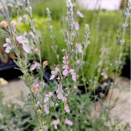 Teucrium creticum - Germandrée à feuilles de romarin