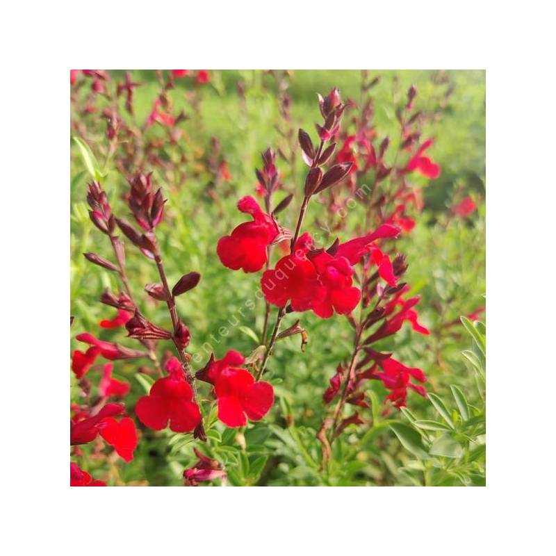 Salvia greggii 'Furman's Red' - Sauge arbustive rouge magenta