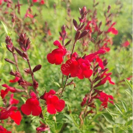 Salvia greggii 'Furman's Red' - Sauge arbustive rouge magenta