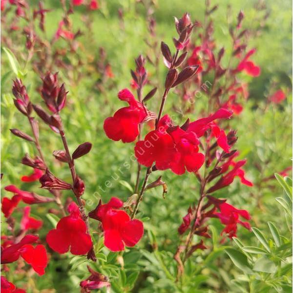 Salvia greggii 'Furman's Red' - Sauge arbustive rouge magenta