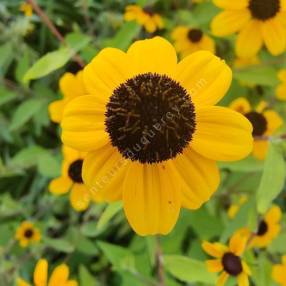 Rudbeckia triloba - Suzanne aux yeux bruns