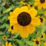 Rudbeckia triloba - Suzanne aux yeux bruns