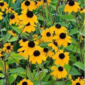 Rudbeckia triloba - Suzanne aux yeux bruns