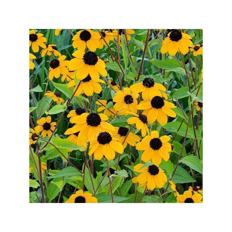 Rudbeckia triloba - Suzanne aux yeux bruns