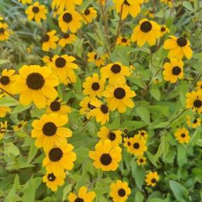 Rudbeckia triloba - Suzanne aux yeux bruns