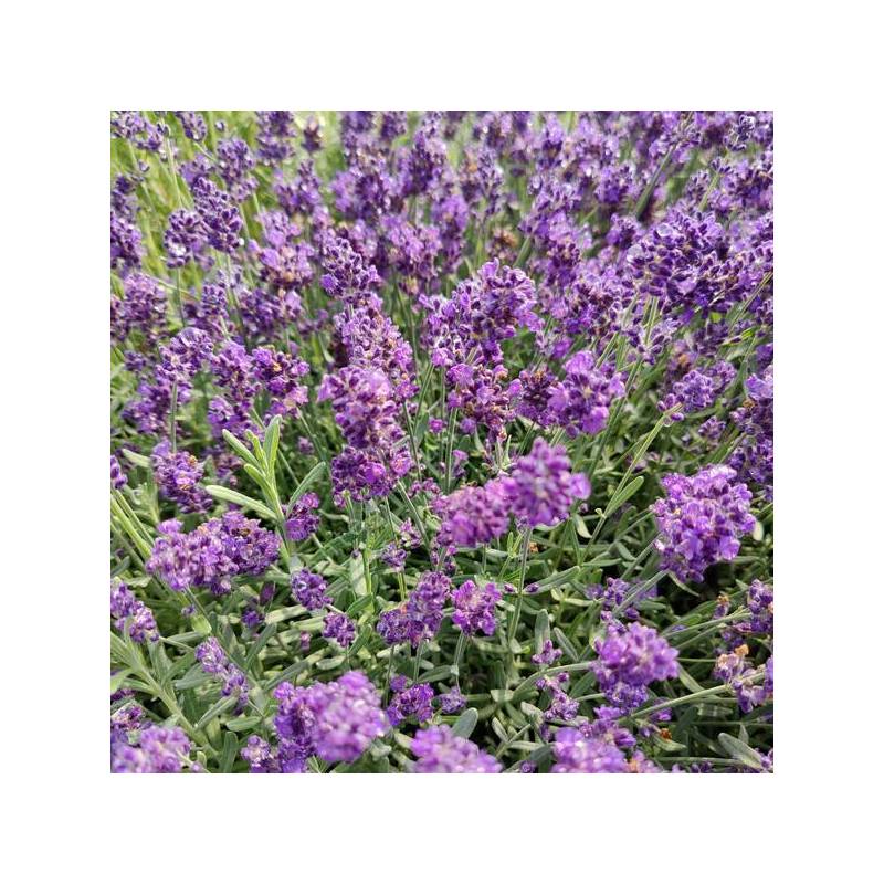 Lavandula angustifolia 'Lavici Blue' - Vraie Lavande