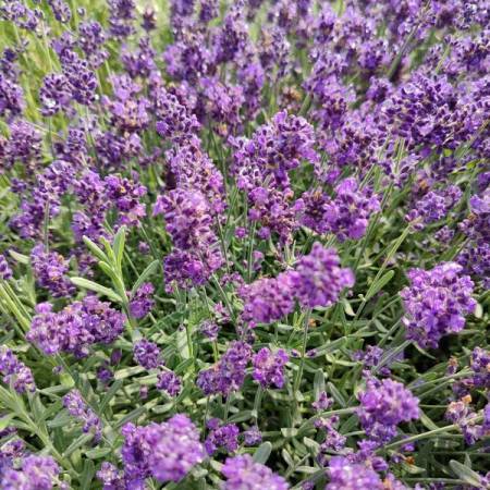 Lavandula angustifolia 'Lavici Blue' - Vraie Lavande