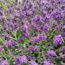 Lavandula angustifolia 'Lavici Blue' - Vraie Lavande