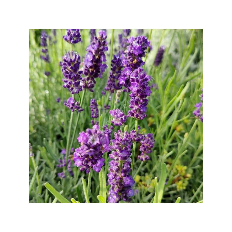 Lavandula angustifolia 'Oxford Gem' - Vraie Lavande