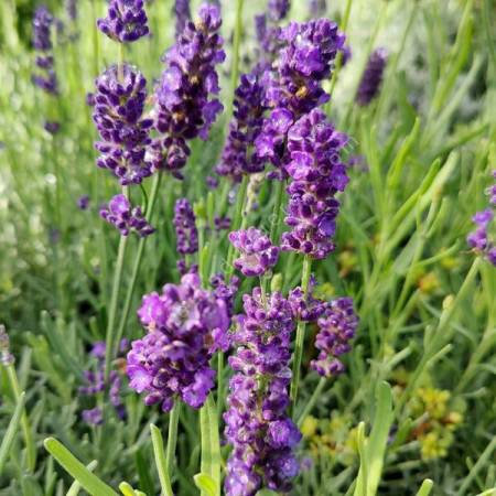 Lavandula angustifolia 'Oxford Gem' - Vraie Lavande