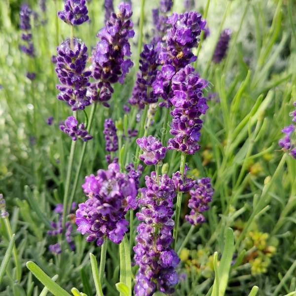 Lavande fine à fleur bleue foncé - Lavandula angustifolia 'Oxford Gem