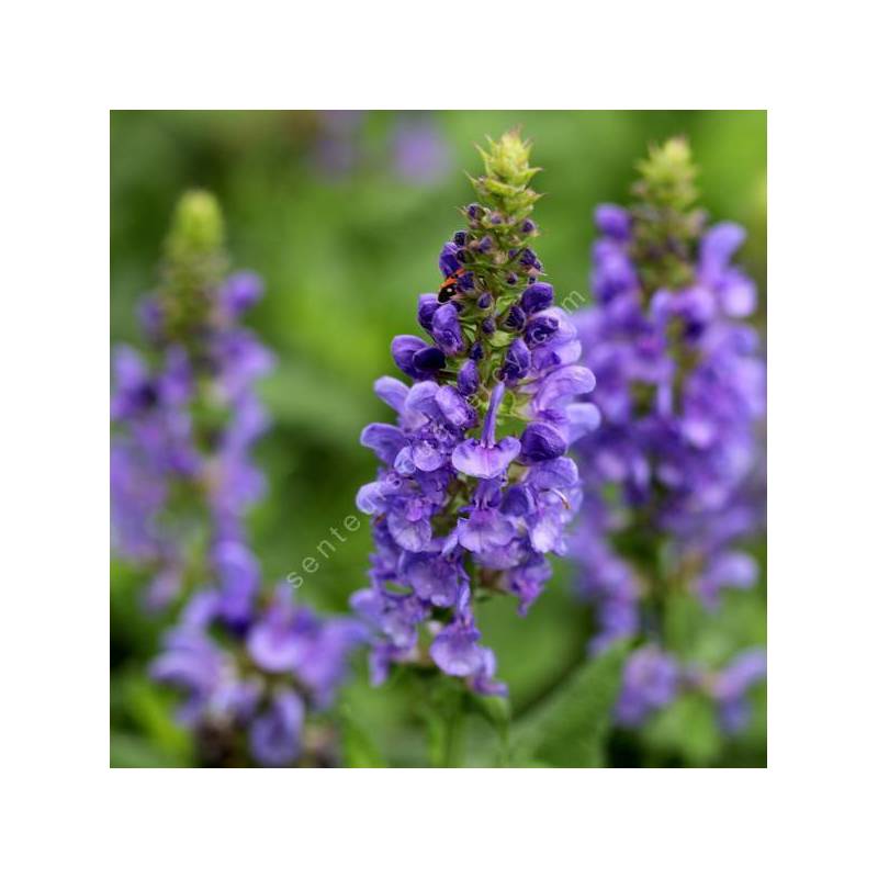 Salvia x sylvestris 'Marvel Blue Sky' - Sauge des bois bleue