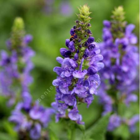 Salvia x sylvestris 'Marvel Blue Sky' - Sauge des bois bleue