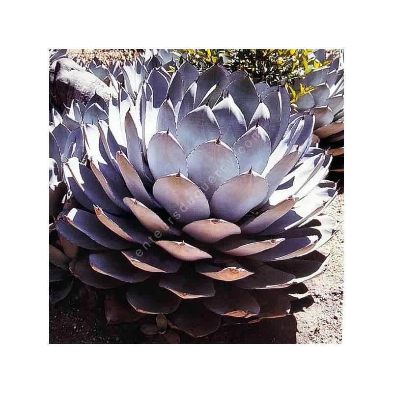 Agave parryi var. truncata - Agave de Parry