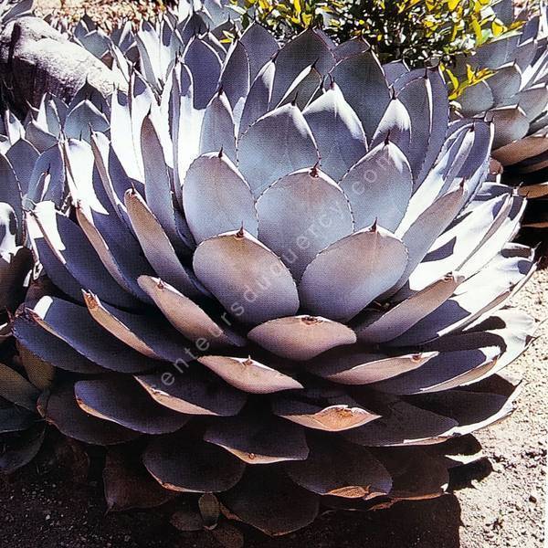 Agave parryi var. truncata - Agave de Parry