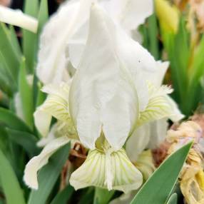Iris lutescens 'Blanc' - Iris des garrigues