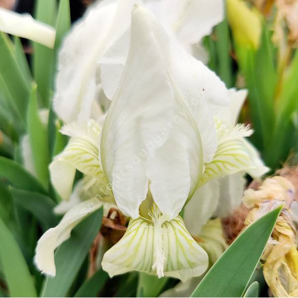 Iris des garrigues à fleur blanche - Iris lutescens 'Blanc