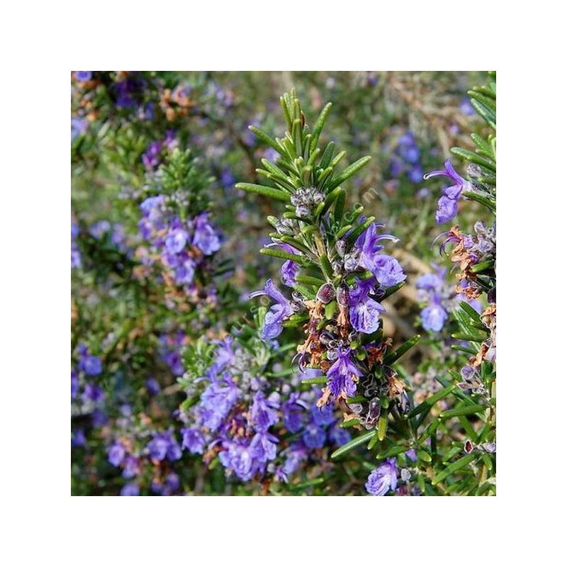 Rosmarinus officinalis 'Severn Sea' - Romarin prostré