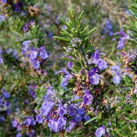 Rosmarinus officinalis 'Severn Sea' - Romarin prostré