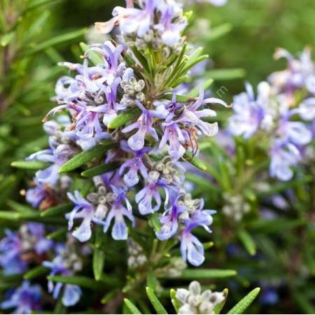 Rosmarinus officinalis 'Spice Islands' - Romarin