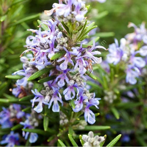 Rosmarinus officinalis 'Primley Blue' - Romarin bleu pour terrain sec