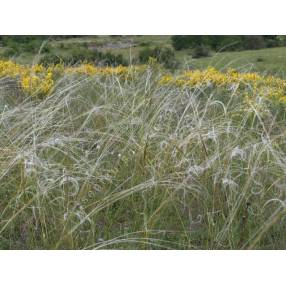 Stipa pennata, Stipe plumeuse