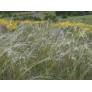 Stipa pennata, Stipe plumeuse