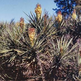 Yucca schidigera