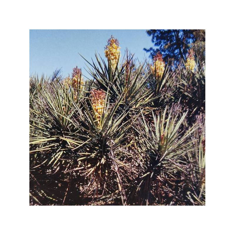 Yucca schidigera