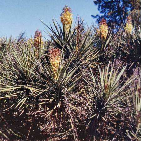 Yucca schidigera