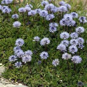 Globularia cordifolia - globulaire à feuille en forme de cœur