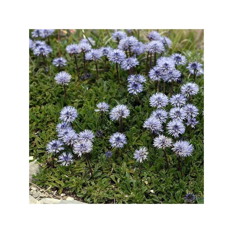 Globularia cordifolia - globulaire à feuille en forme de cœur