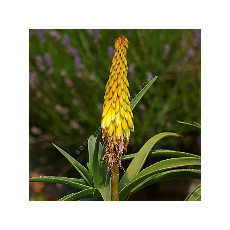 Aloe striatula - Aloès arbustif