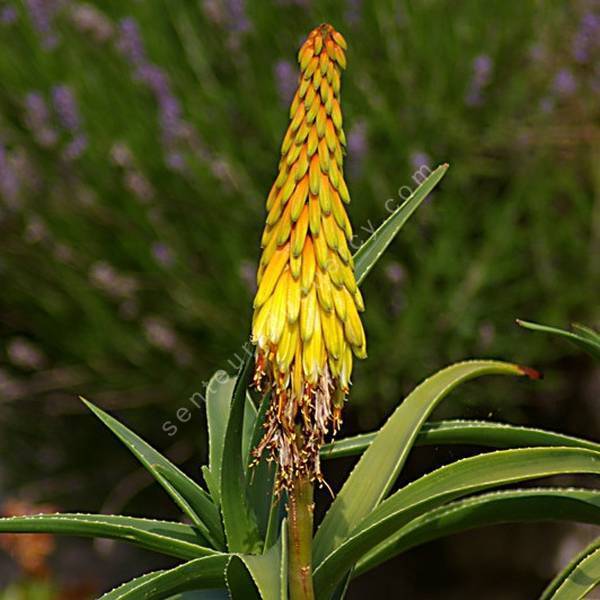 Aloe striatula - Aloès arbustif