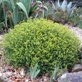 Euphorbia spinosa - Euphorbe épineuse