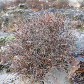 Euphorbia spinosa - Euphorbe épineuse