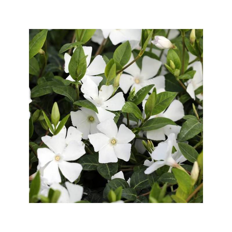 Grande pervenche à fleur blanche - Vinca major 'Alba'