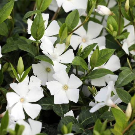 Vinca major 'Alba' - Grande pervenche à fleur blanche