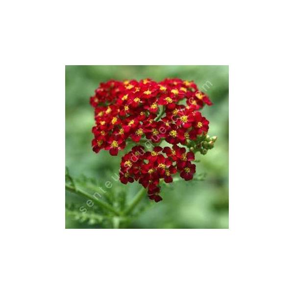 Achillea millefolium 'Red Velvet' - Achillée millefeuille rouge