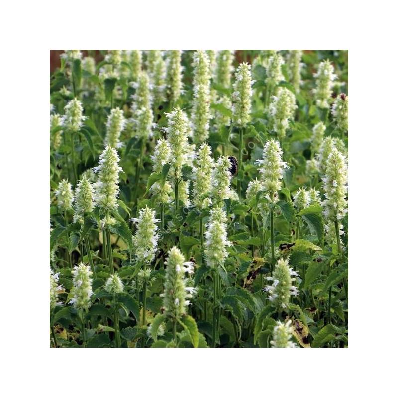 Agastache rugosa 'Alabaster' - Agastache anisée à fleurs blanches