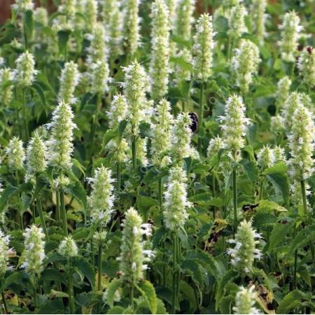 Agastache rugosa 'Alabaster' - Agastache anisée à fleurs blanches