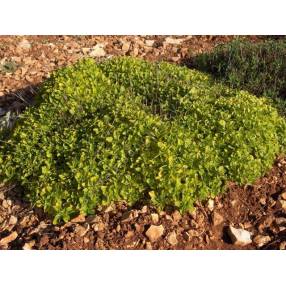 Origanum vulgare 'Thumble's Variety' - Marjolaine dorée