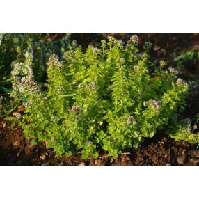 Origanum vulgare 'Thumble's Variety' - Marjolaine dorée