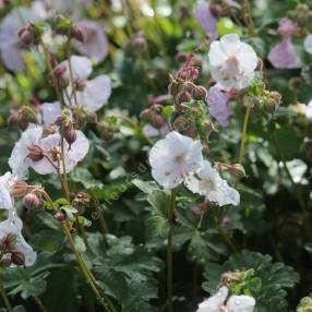 Geranium x cantabrigiense 'Harz' - Géranium vivace