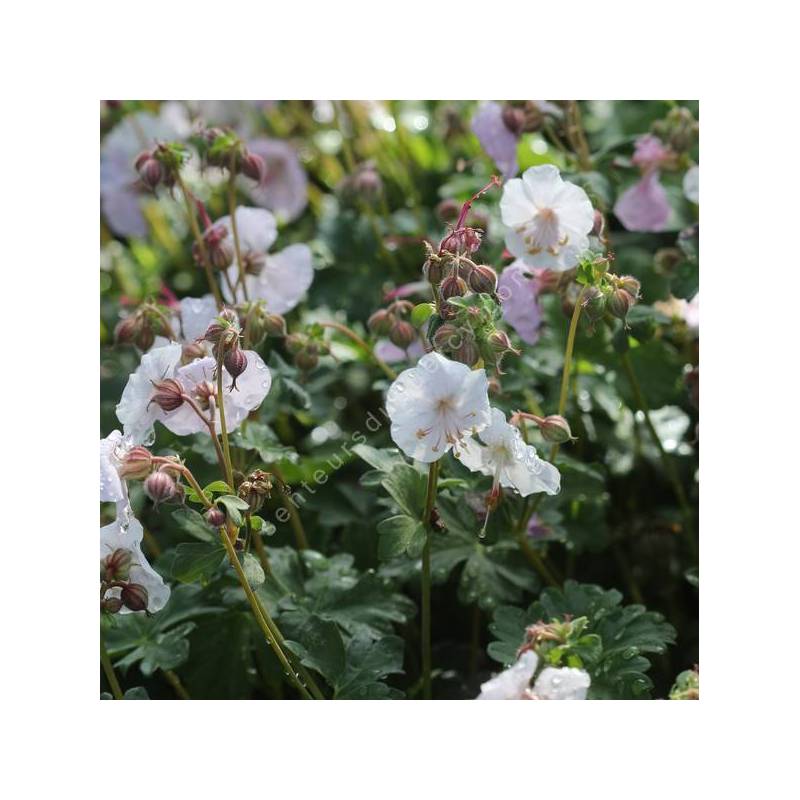 Geranium x cantabrigiense 'Harz' - Géranium vivace