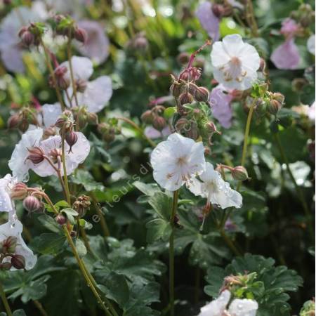 Geranium x cantabrigiense 'Harz' - Géranium vivace