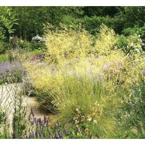 Stipa gigantea, Stipe géante