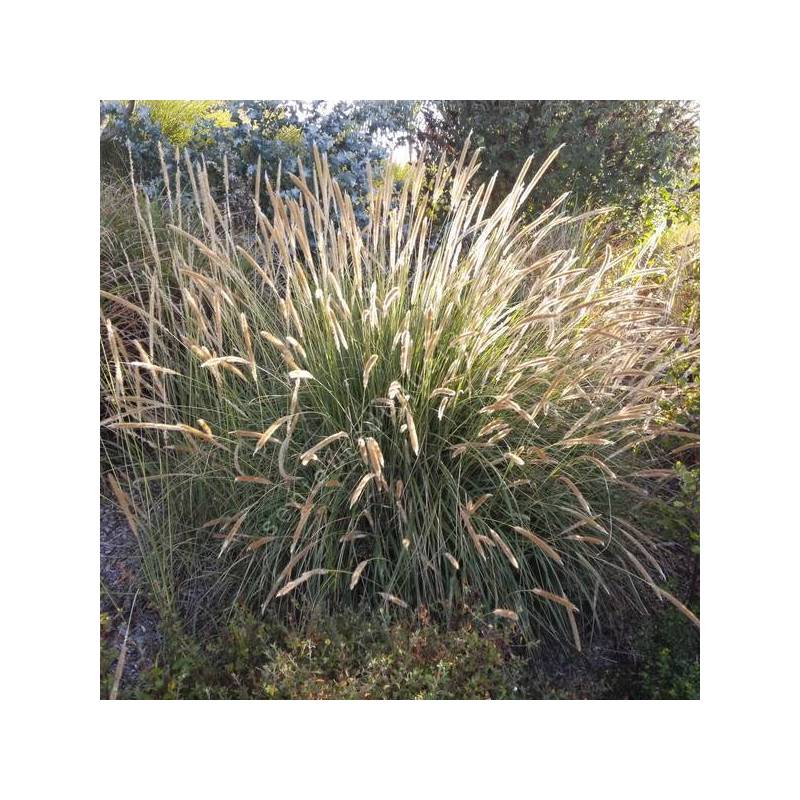 Pennisetum macrourum - Herbe aux écouvillons