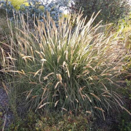 Pennisetum macrourum - Herbe aux écouvillons